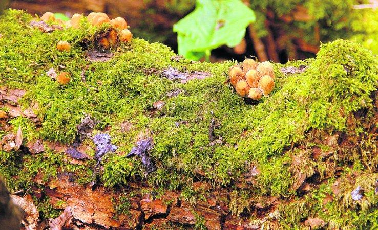 Swiindon Advertiser readers photographs
 A craggy log with a blanket of moss with fungi growing through
Picture: Kevin John Stares