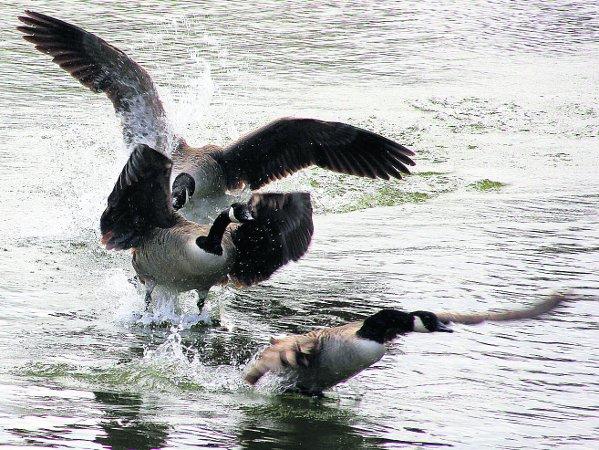 Swiindon Advertiser readers photographs
A wild goose chase at Coate Water
Picture: Kevin John Stares 