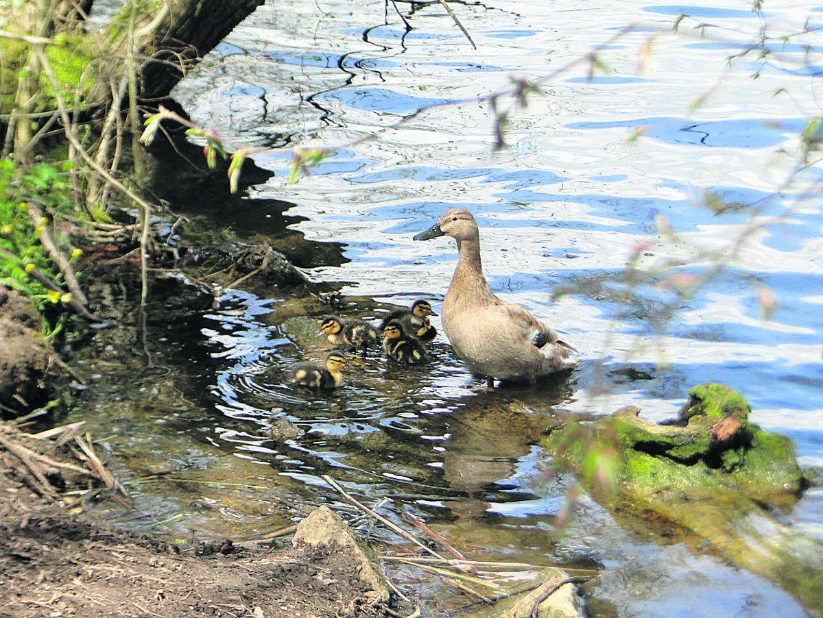 Swiindon Advertiser readers photographs
Is summer on its way?! New life at Coate Water
Picture: MAUREEN SKINNER