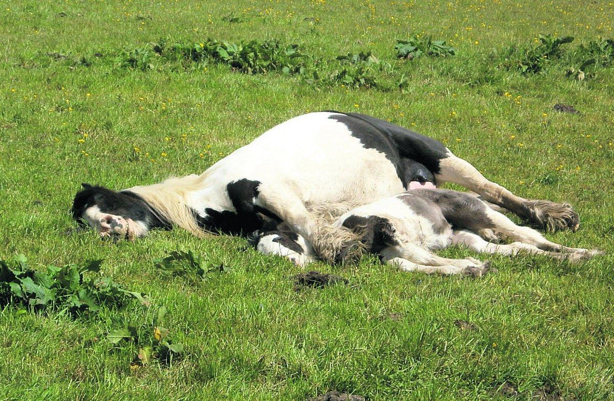 Swiindon Advertiser readers photographs
A dam cuddling her foal at Lydiard park
Picture: DAN GURNEY