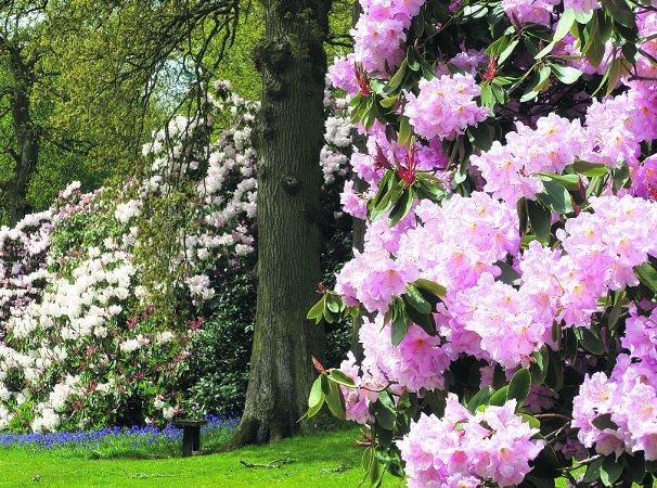 Swiindon Advertiser readers photographs
Rhododendrons at Bowood  House
Picture: John Edmonds