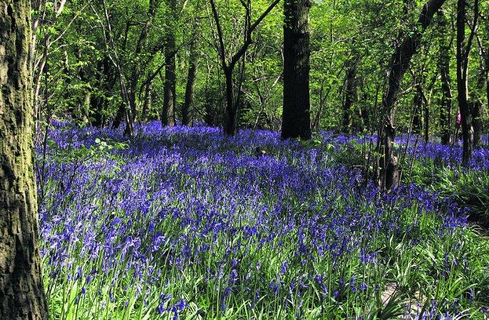 Swiindon Advertiser readers photographs
Bluebells in the copse at Blagrove
Picture: Pete Wilson