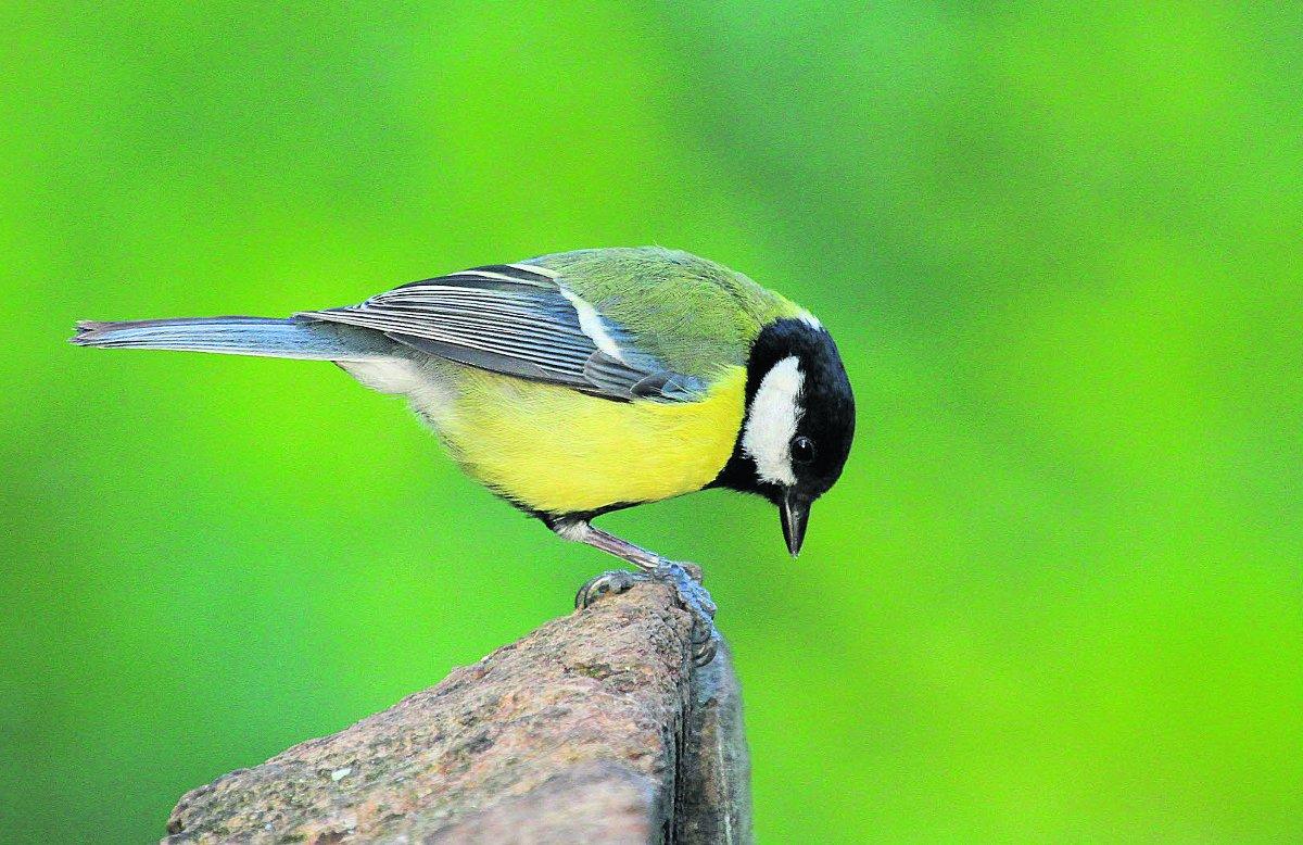 Swiindon Advertiser readers photographs
A great tit at Stanton Park
Picture: Stacy Woolhouse