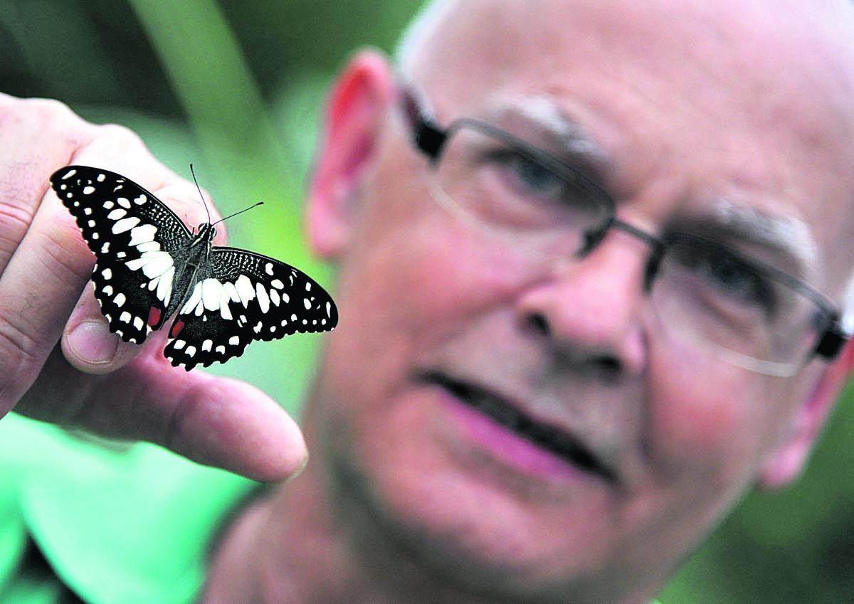 Butterfly World at Studley Grange is having its best year ever. Pictured is Phil Noon with a Cattle Heart butterfly.