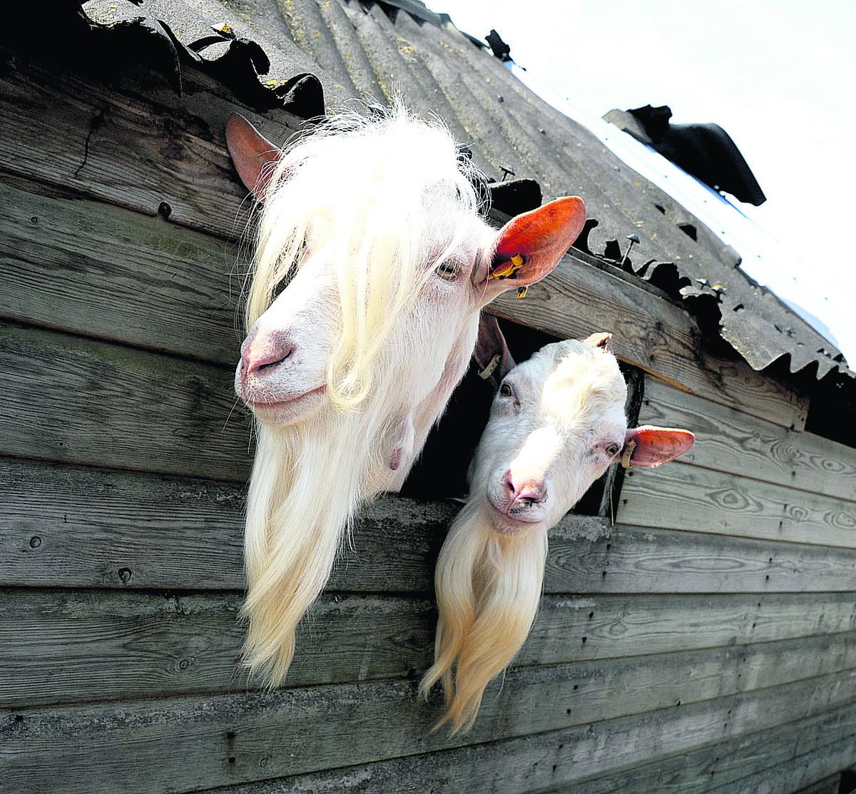 A pair of curious goats peer out of a window at Neustift Dairy at Lyneham.