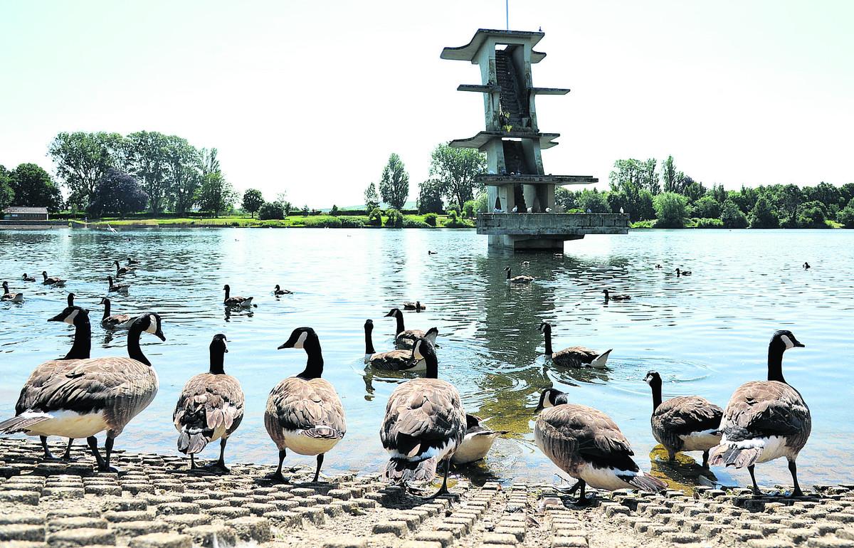 Geese sun themselves at Coate Water