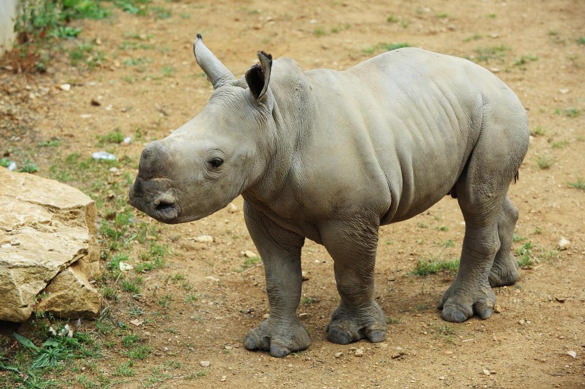 Meet the latest addition to the animal kingdom at the Cotswold Wildlife Park. White rhinoceros Astrid was born recently to mum Nancy and dad Monty and is sure to be a firm favourite this summer.