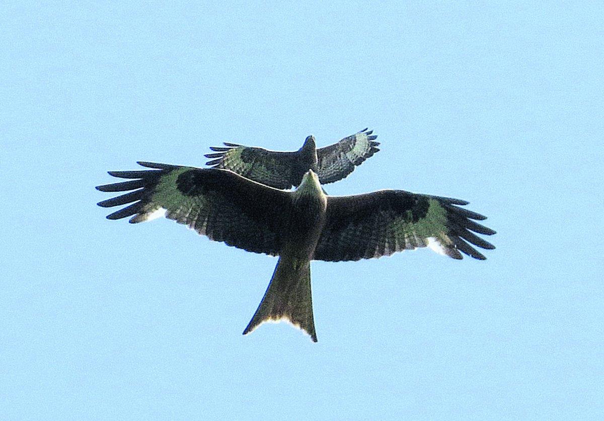A buzzard dive bombing a red kite just outside Ashton Keynes
Picture: BOB PHILPOTT