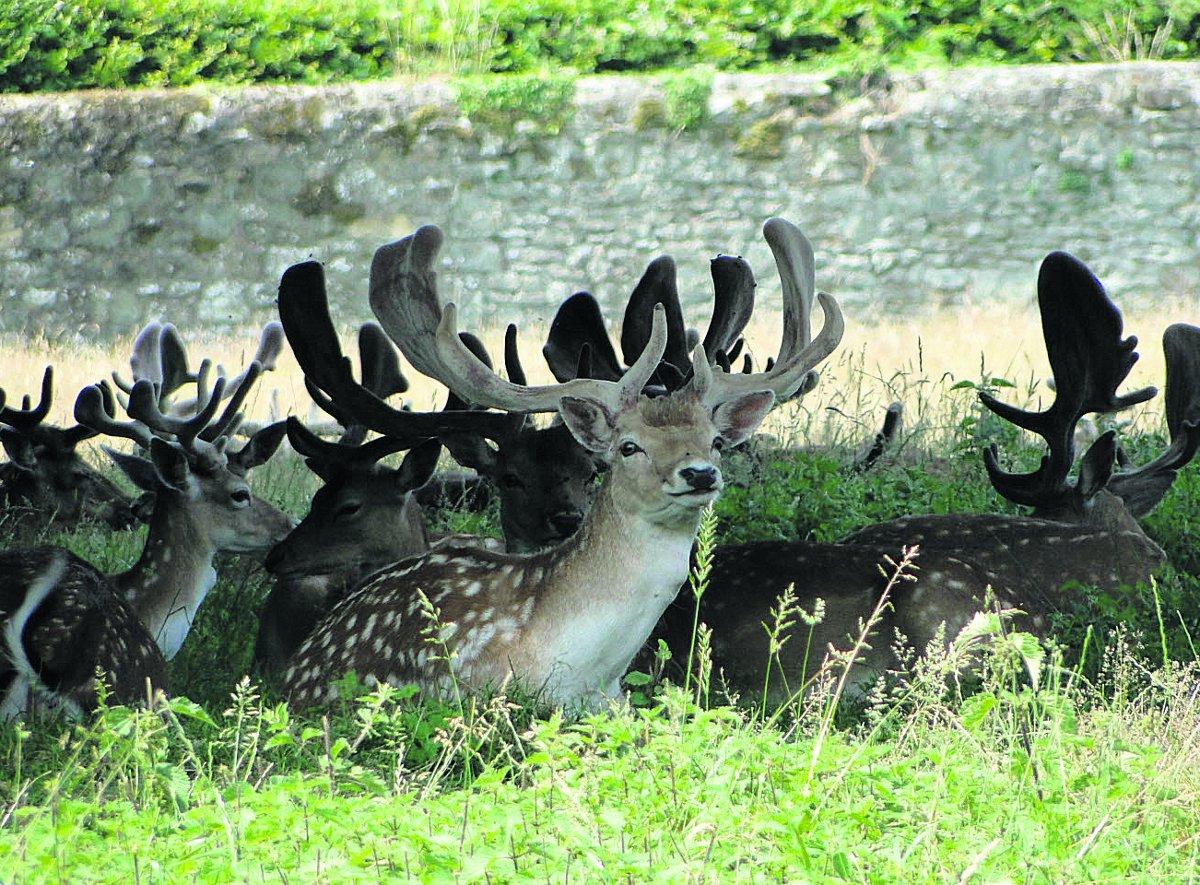 Swiindon Advertiser readers photographs
Fallow Deer cool off in the shade in the grounds of Petworth House
Picture: MAUREEN SKINNER