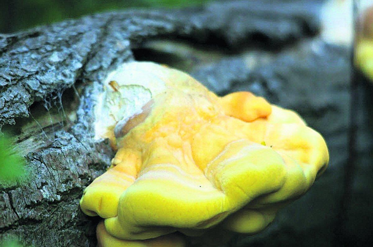 Swiindon Advertiser readers photographs
Chicken of the woods (sulphur polypore) 
Picture: William Bryan