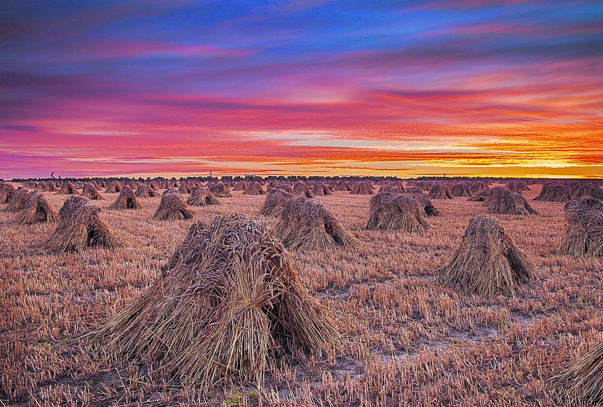 Swiindon Advertiser readers photographs
A sunrise over a field of corn stooks near All Cannings
Picture: PHIL SELBY