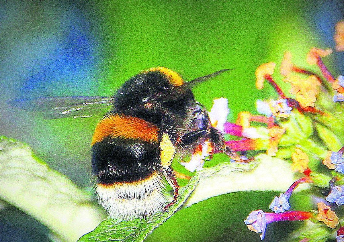Swiindon Advertiser readers photographs
A bee  in a back garden 
Picture: Kevin John STARES