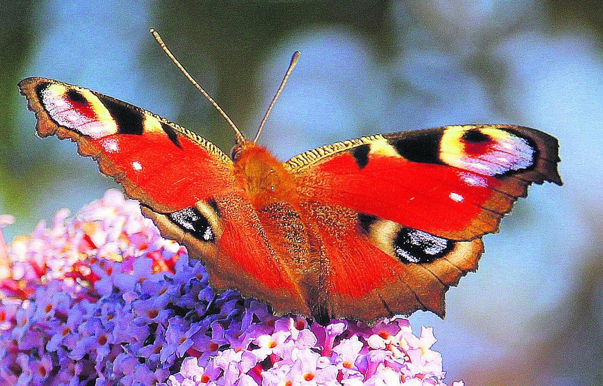 Swiindon Advertiser readers photographs
A butterfly suns itself in a garden 
Picture: 
KEVIN JOHN STARES
