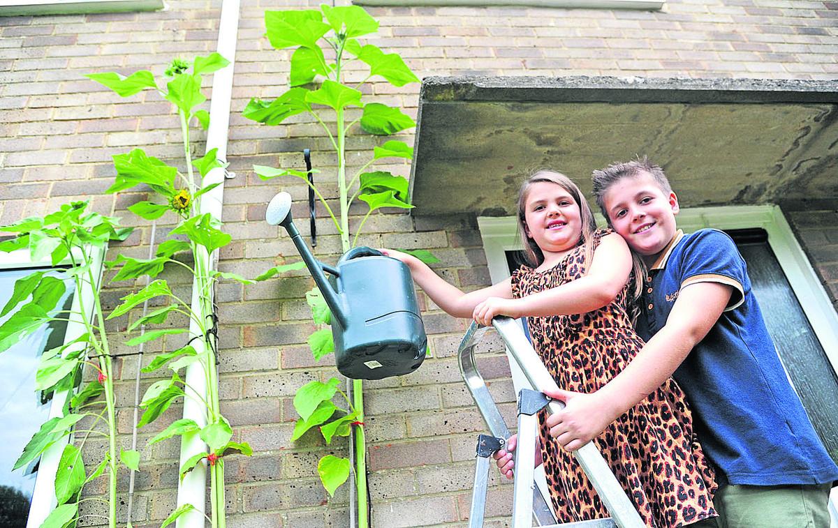 Jacob and Jessica Hatherall-Machin, of Bourton, have grown a nine feet tall sunflower – and it’s still growing