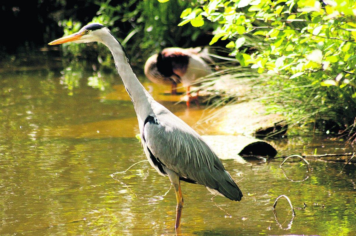 Swiindon Advertiser readers photographs
A heron at the lake in the Lawn Woods
Picture: JOHN HARDING 