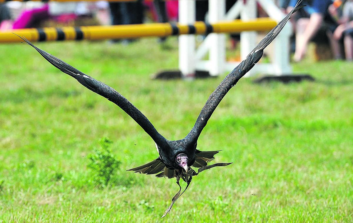 Birds of prey flying display at Cricklade Show