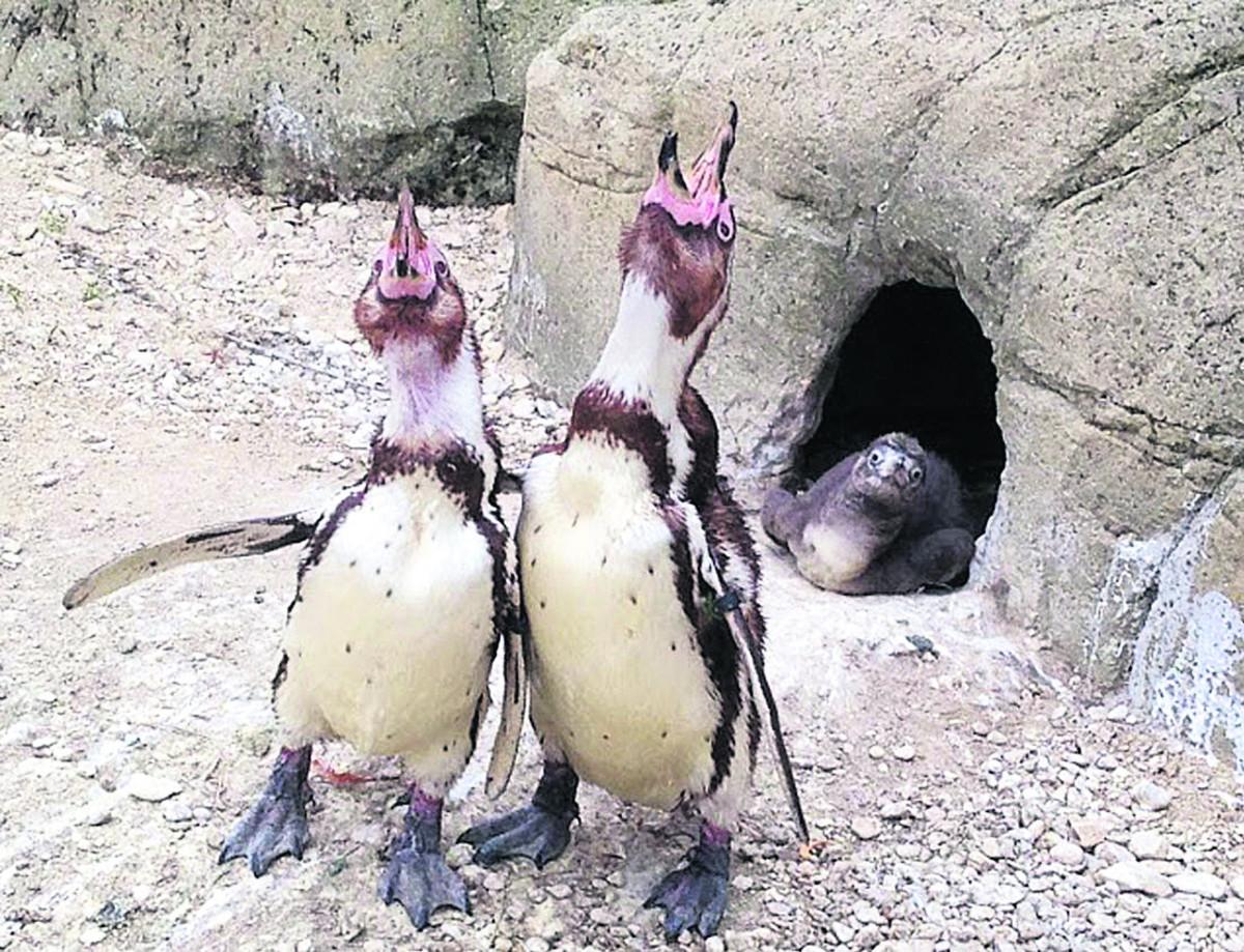 Two adorable rare additions have joined the group of Humboldt Penguins at Cotswold Wildlife Park.
