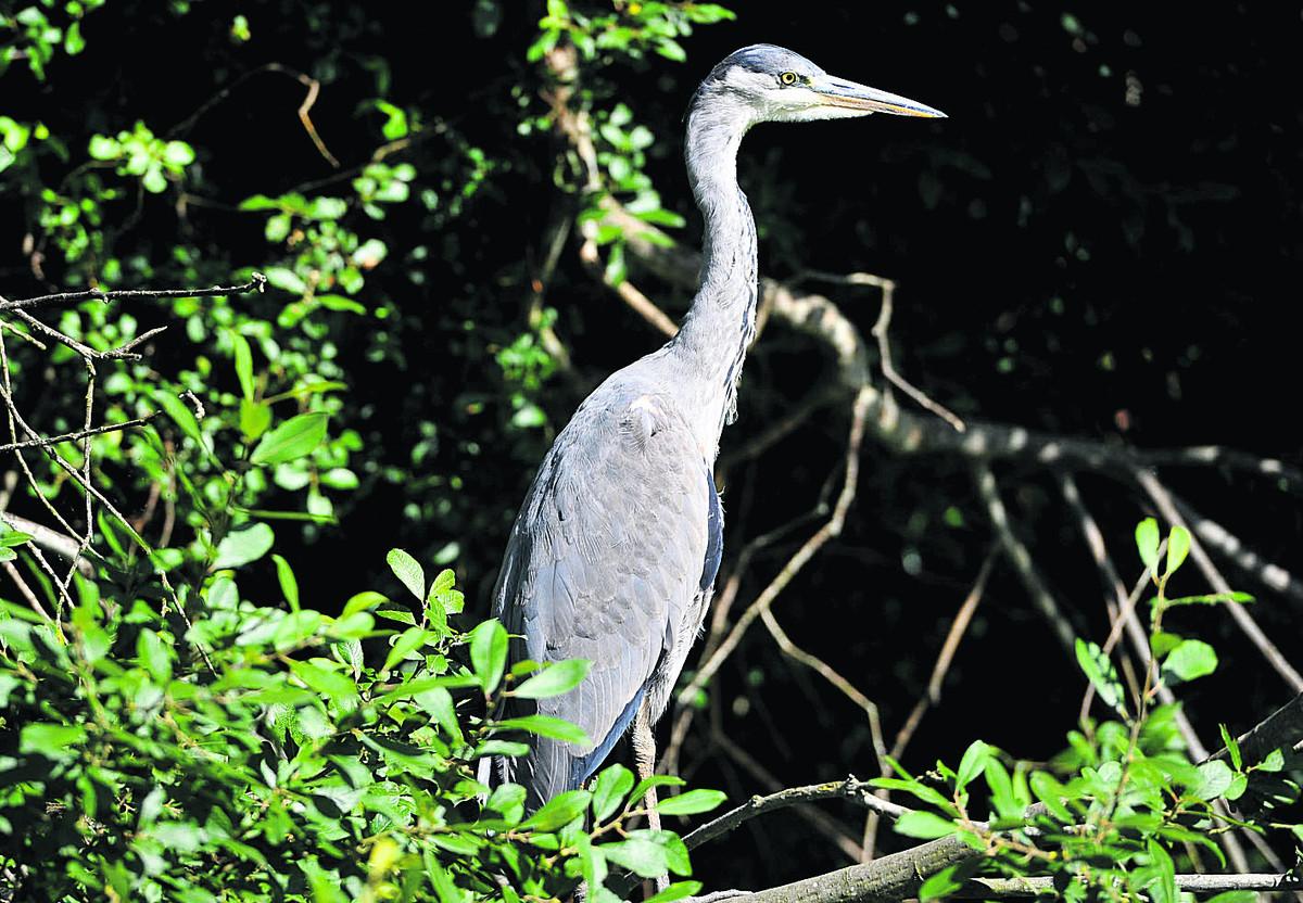 A heron on Kingshill canal towpath