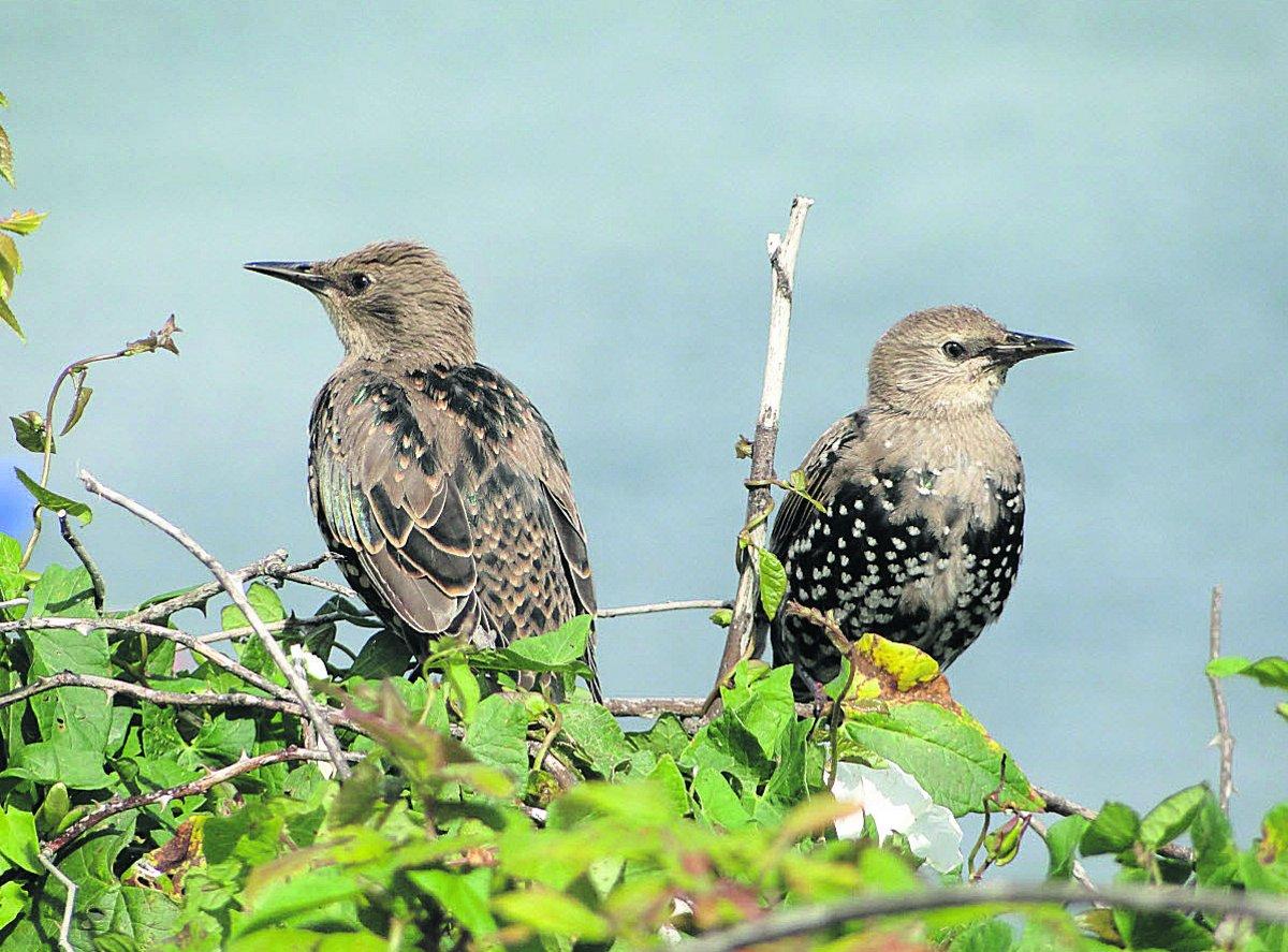 Swiindon Advertiser readers photographs
 Pair of young starlings
almost changed to adults Picture: MAUREEN SKINNER
