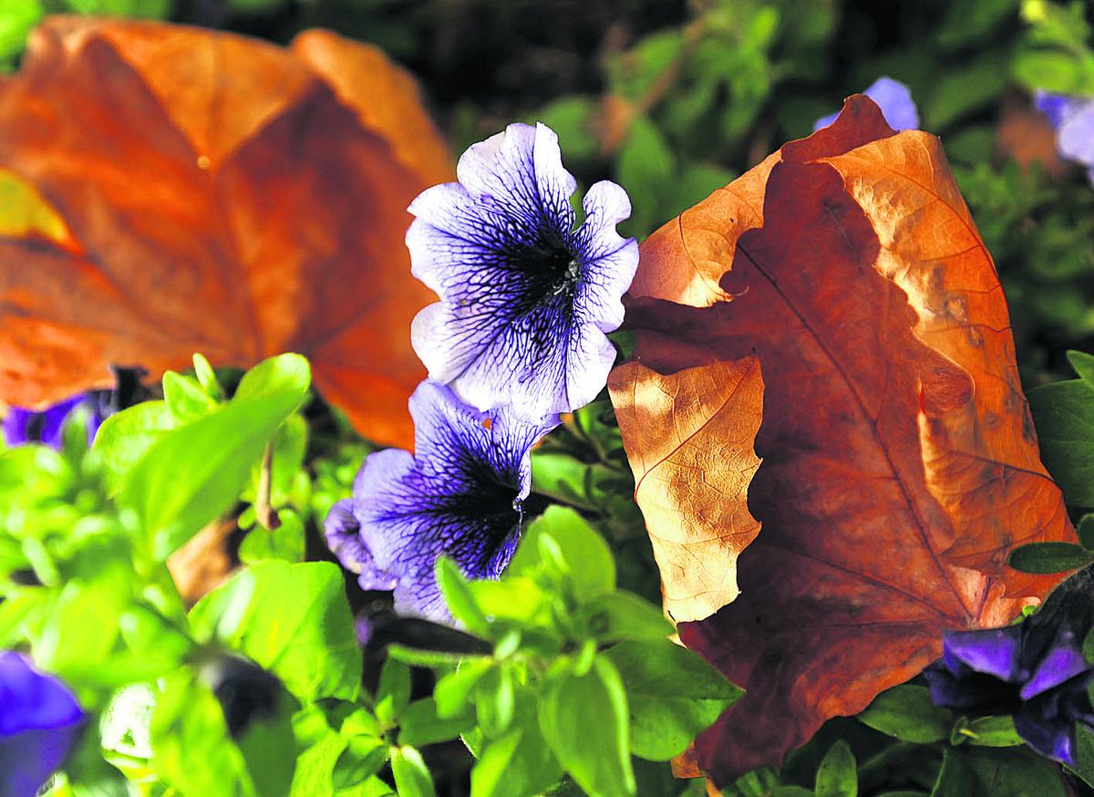 A petunia amid autumn leaves at the Town Gardens, in Old Town