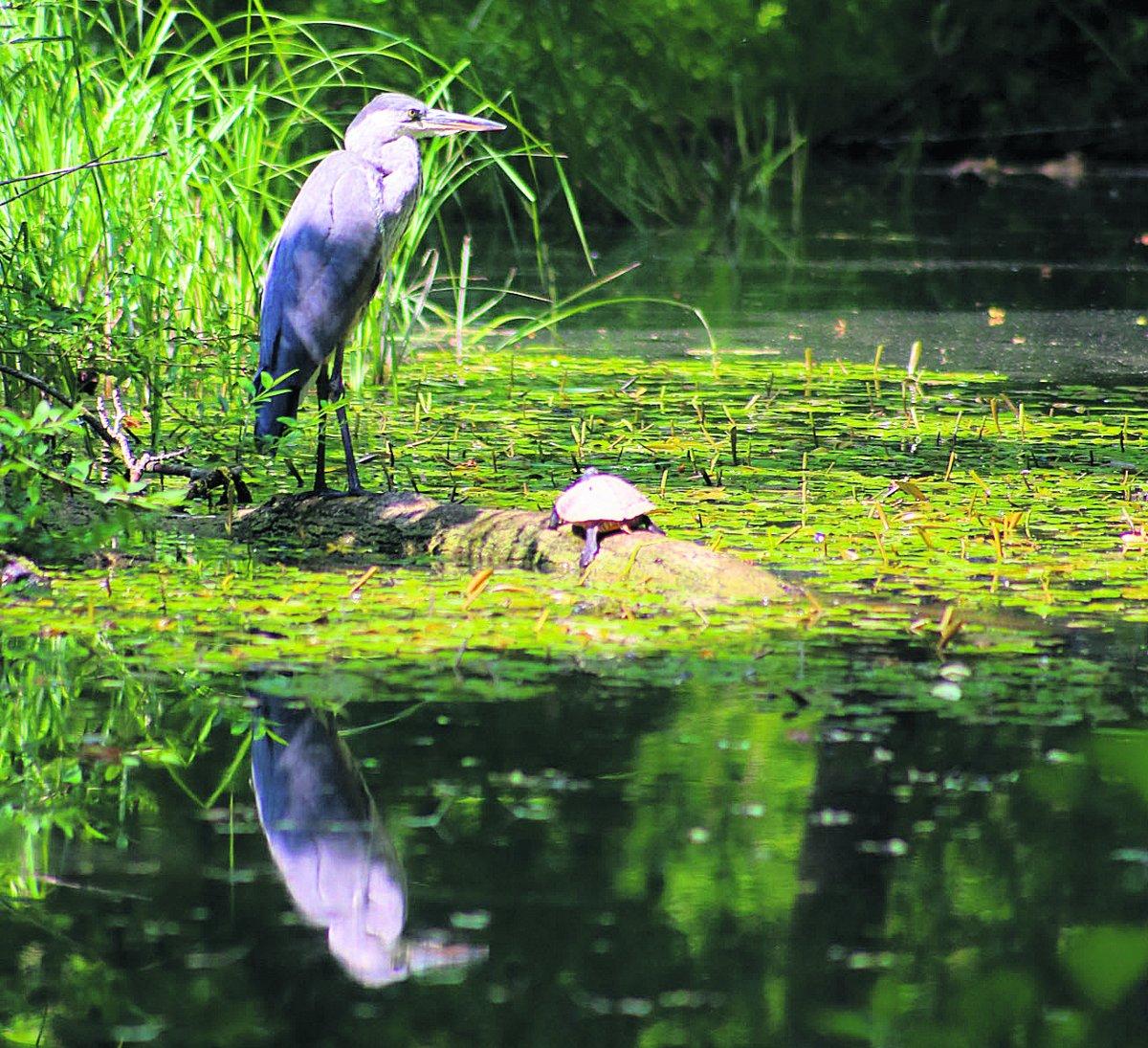 Swiindon Advertiser readers photographs
A heron and terrapin catching the sun
Picture: Billy Gibbs
