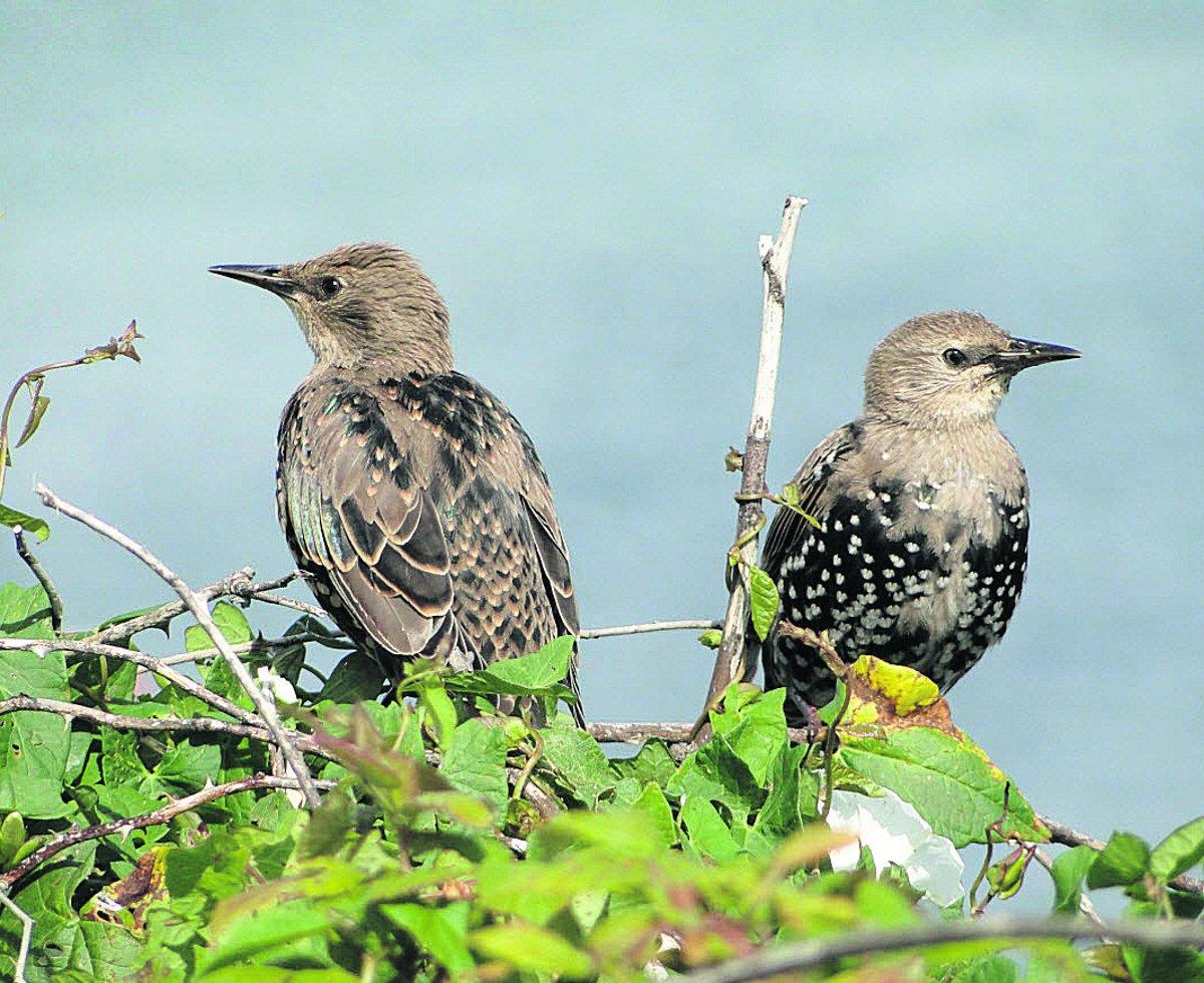Swiindon Advertiser readers photographs
 Pair of young starlings
almost changed to adults Picture: MAUREEN SKINNER
