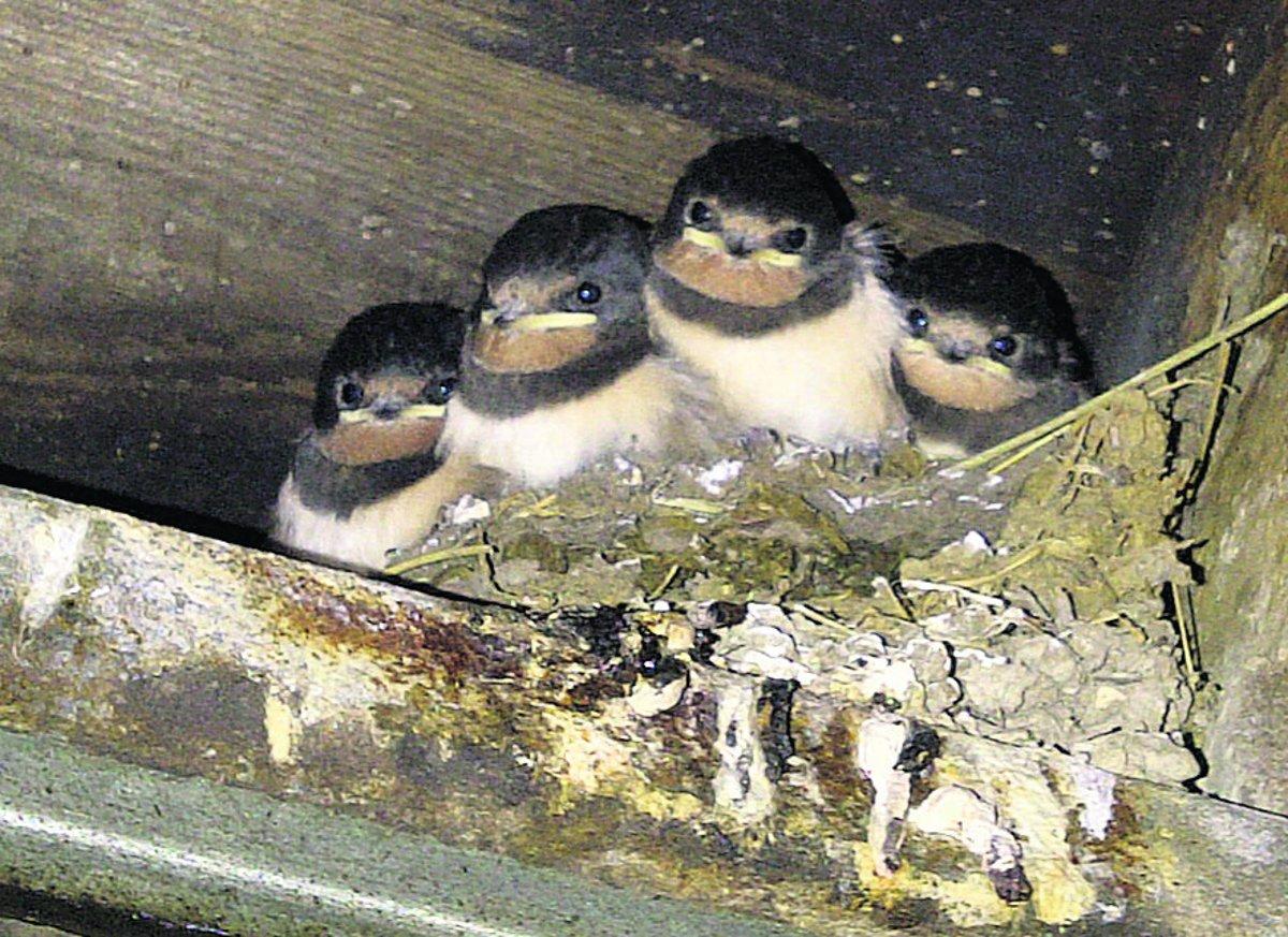 Swiindon Advertiser readers photographs
Baby swallows in Avebury
Picture: STUART JAMES