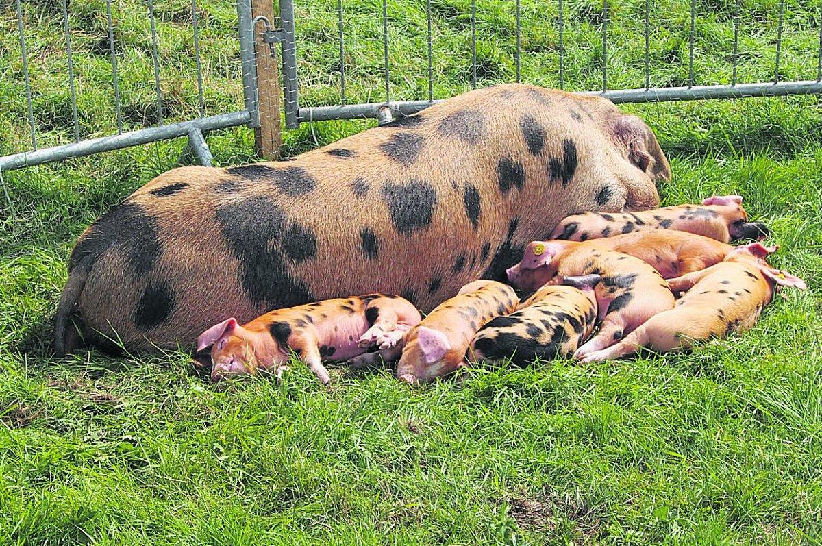 Swiindon Advertiser readers photographs
Mother and babies
Picture: Martyn Jelley