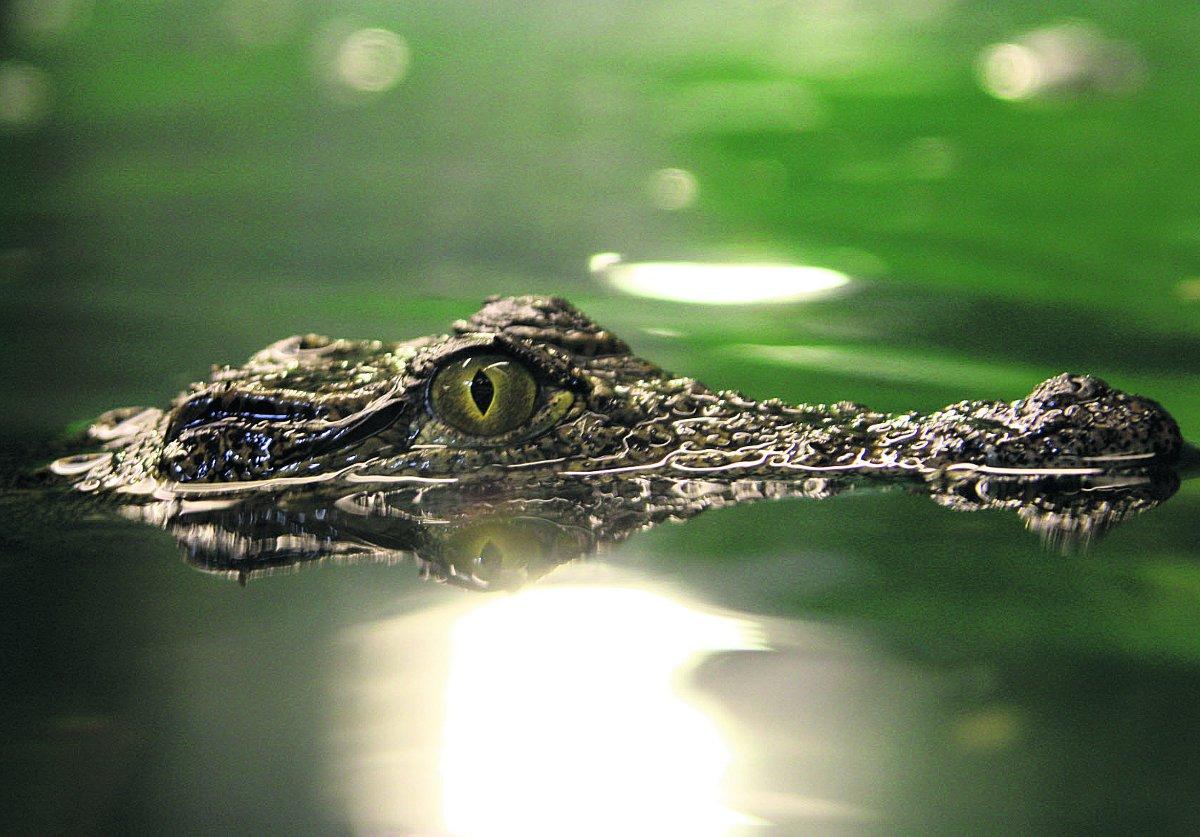 Swiindon Advertiser readers photographs
A crocodile keeps its eyes peeled
Picture: Sarah E Mitchell