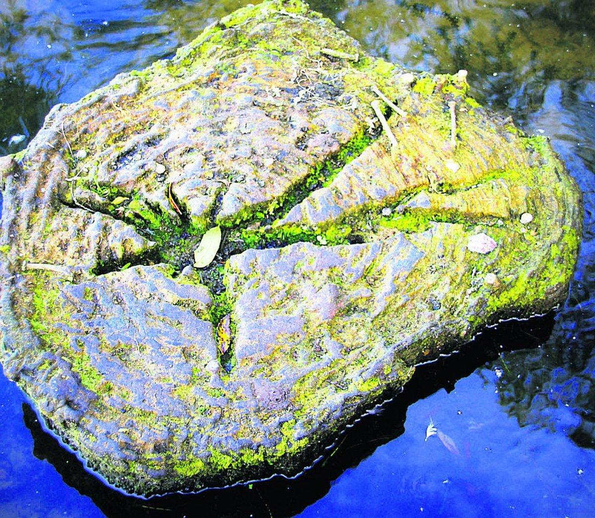 Swiindon Advertiser readers photographs
A petrified tree stump at the rear of Coate Water
Picture: KEVIN JOHN STARES