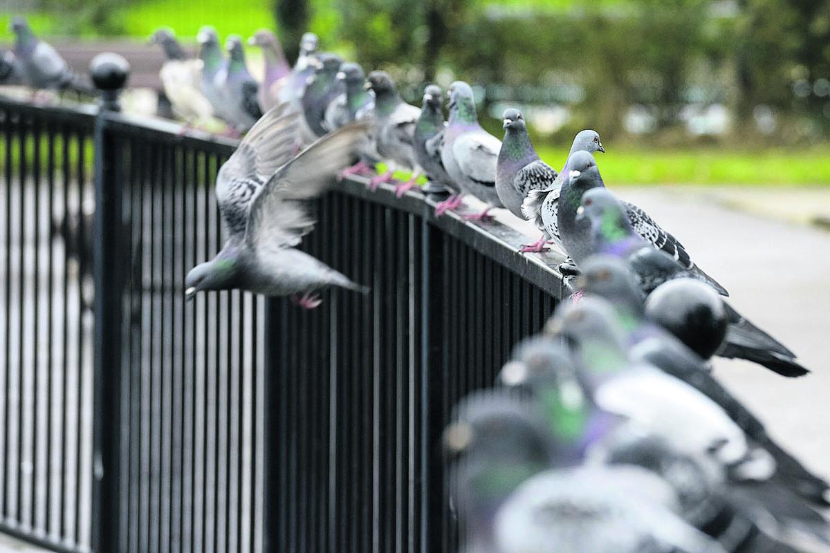 Pigeons wait in line to fly away outside the Coate Water Care home in Swindon as one takes off  