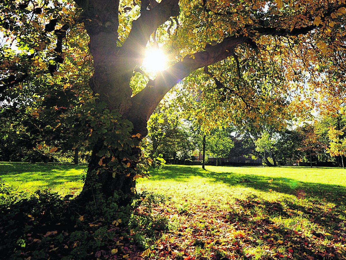  Autumn sunshine in Lawn Woods                                                                                    Picture: DAVE COX