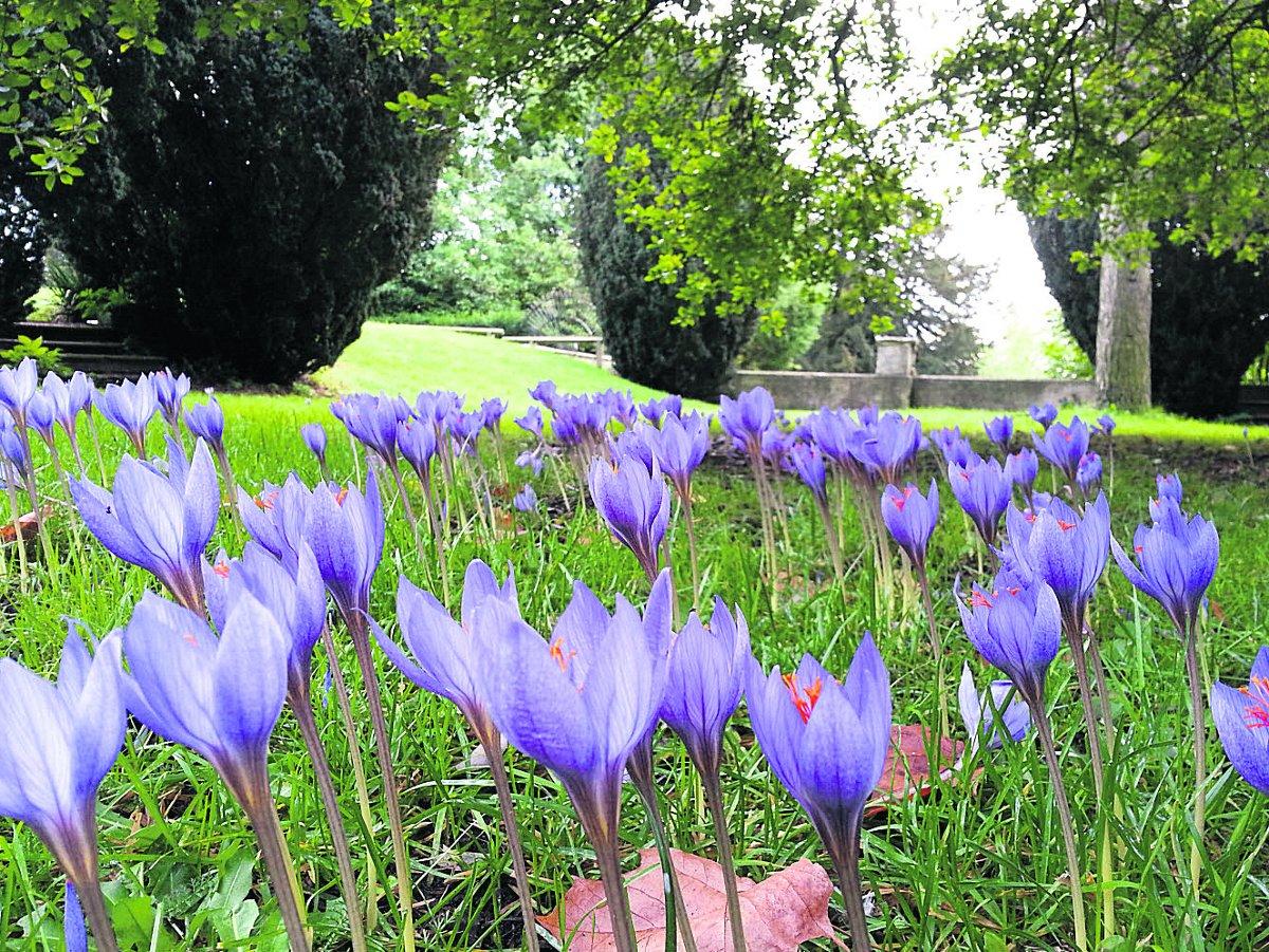 Swiindon Advertiser readers photographs
 Autumn crocuses in the Lawn Woods            
Picture: Andy GolesworthY