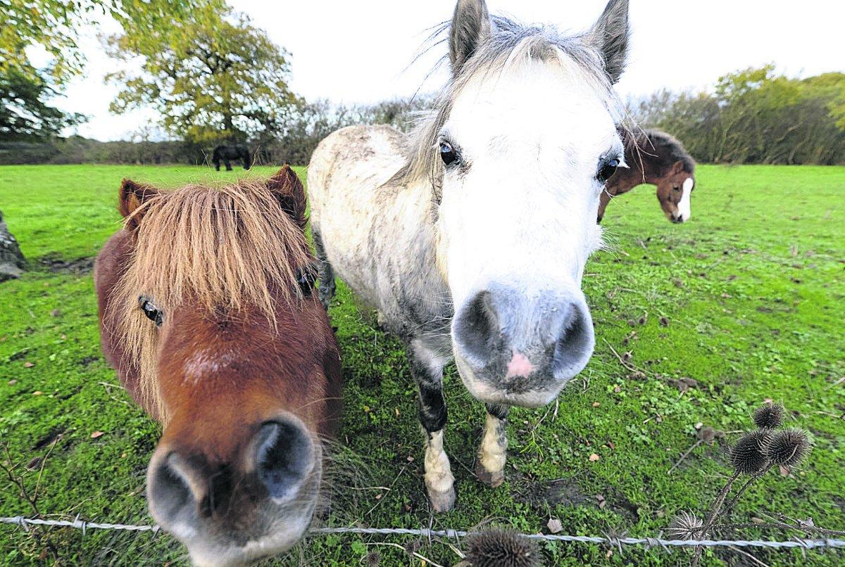 ot any sugar lumps?...a couple of horses come up to say hello in Minety Picture: Alex Skennerton 