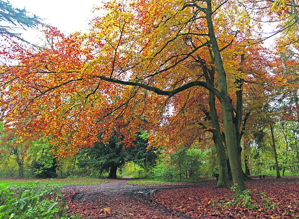 Autumn leaves at Lydiard Park   						      Picture: VICKY SCIPIO