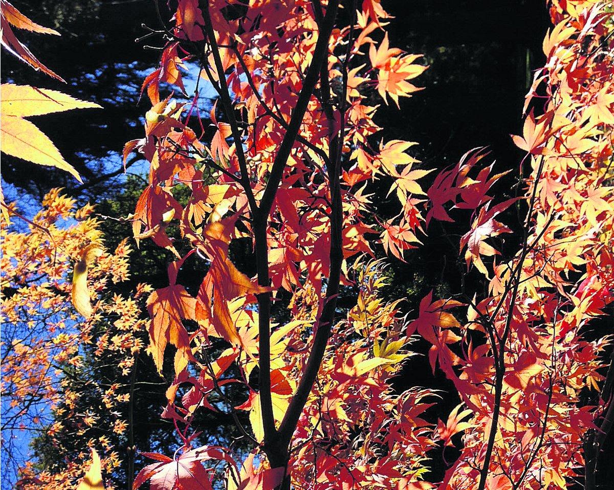 Swiindon Advertiser readers photographs
Westonbirt autumn colours
  Picture: Dave Hooper 