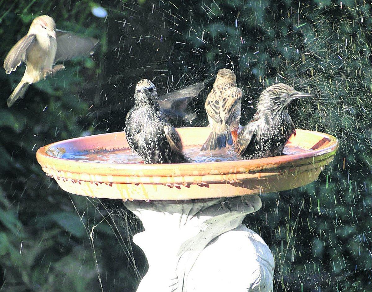Swiindon Advertiser readers photographs
Sparrows and Starlings visited my garden this week to
enjoy a bath!
Picture: MAUREEN SKINNER