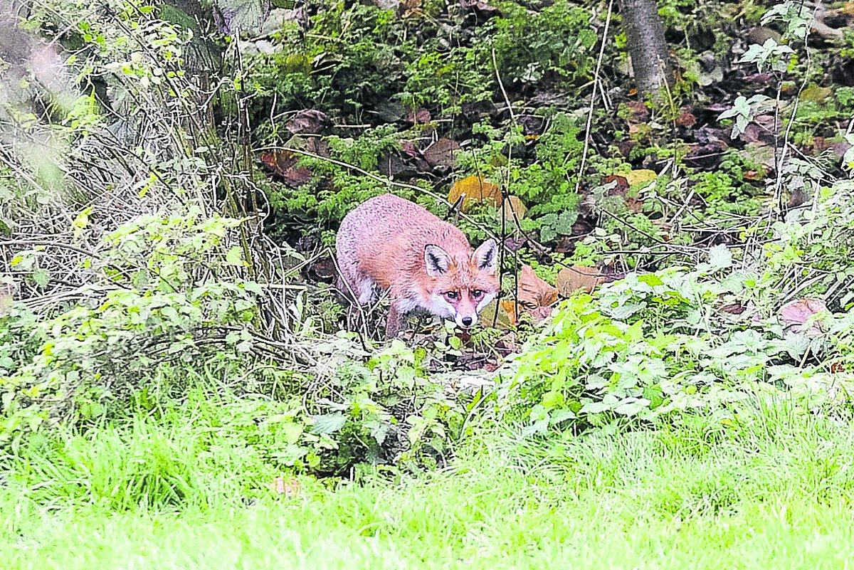 n  Residents near Waggoner Close, Swindon, regularly feed the foxes             Picture: Alex Skennerton