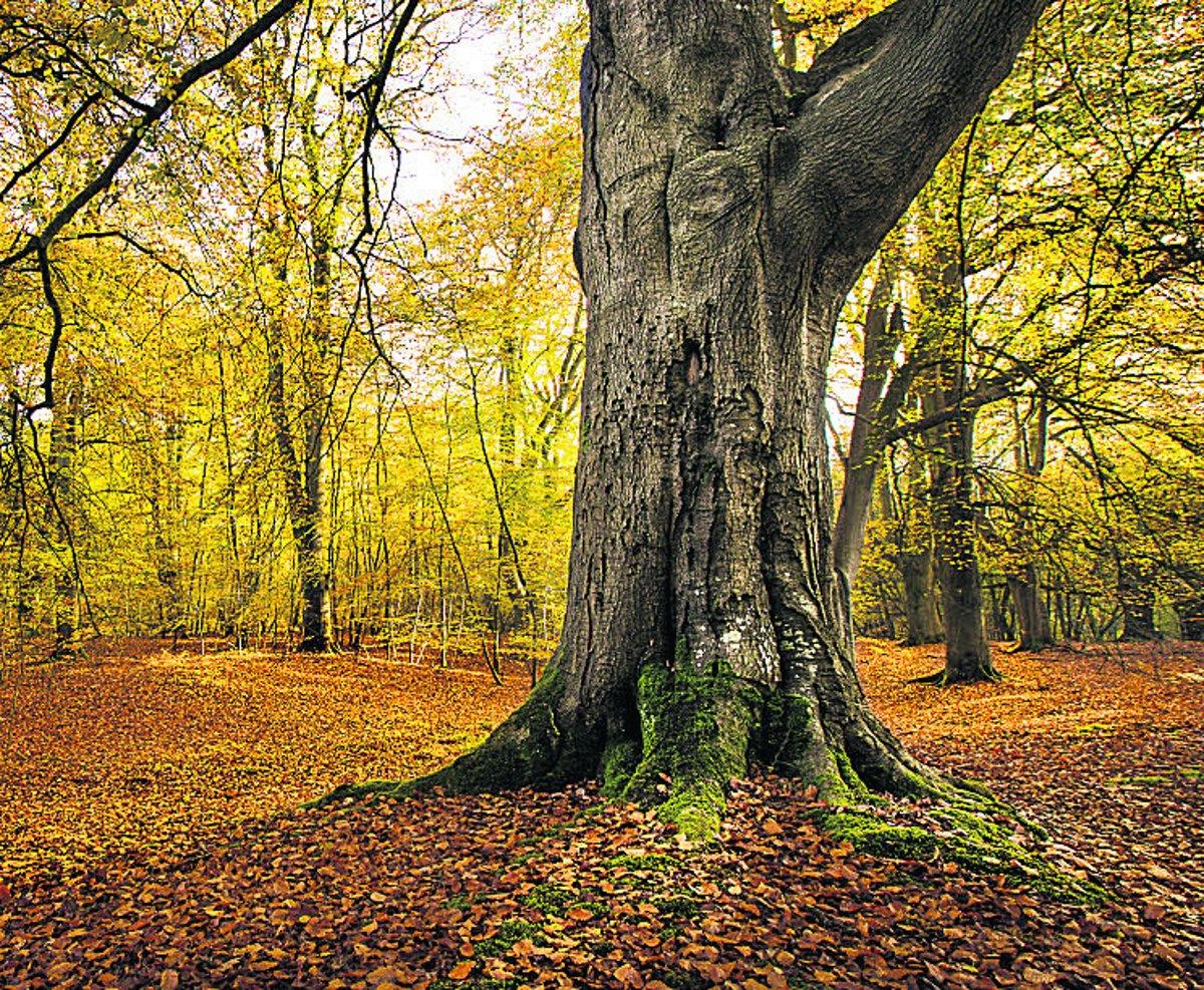 Swiindon Advertiser readers photographs
Savernake forest covered in autumn glory
Picture: Philip Male