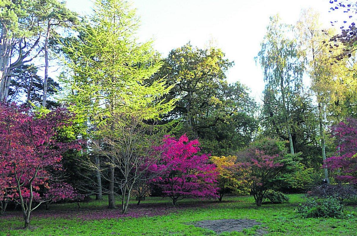 Swiindon Advertiser readers photographs
Westonbirt Arboretum displays its autumn colours
Picture: JEAN BOWSHER