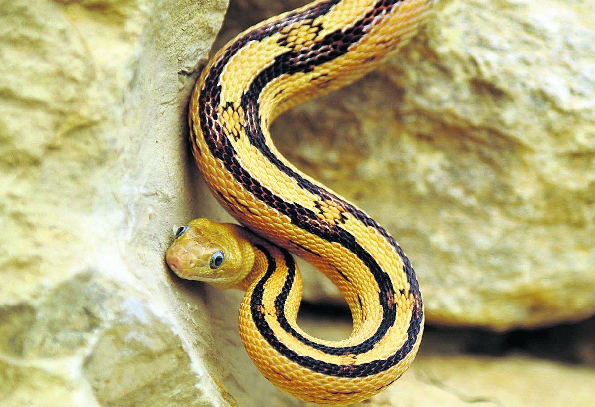  A rat snake at Butterfly World                                                                                             Picture: DAVE COX