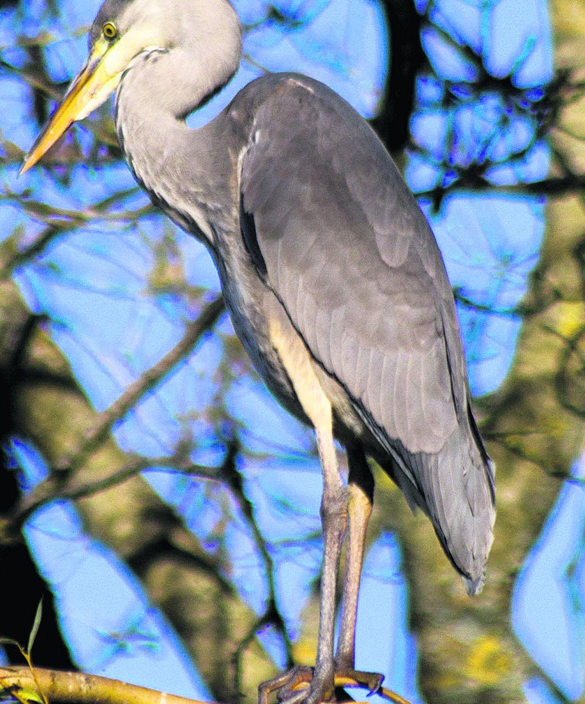 Swiindon Advertiser readers photographs
A heron in Lawns
Picture: John Harding