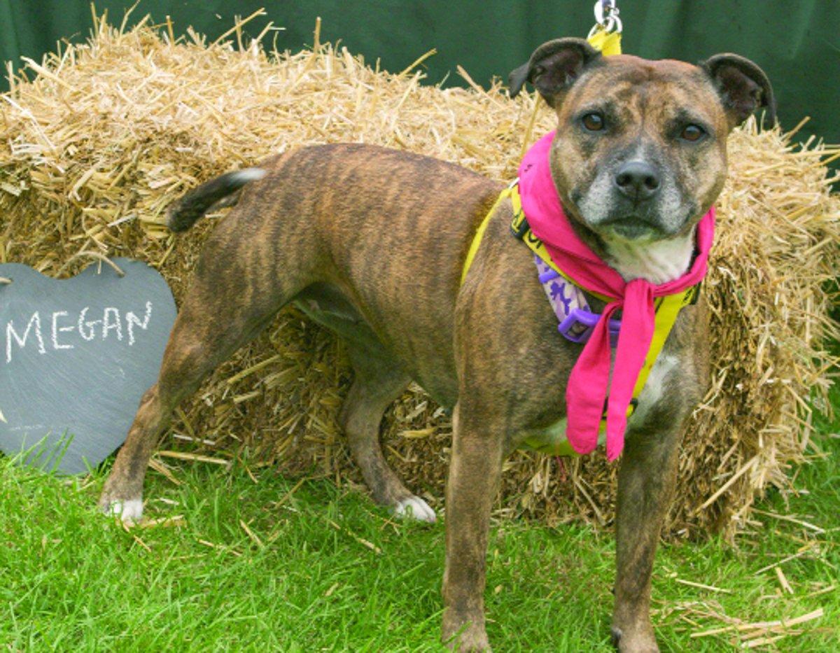 Can you give a dog a new life?
“Our longest staying resident is Megan, who is a female Staffie. She gets on fine with children aged eight and up. She is approximately five years old. She loves getting on the sofa and being a cuddle monster. She was fou