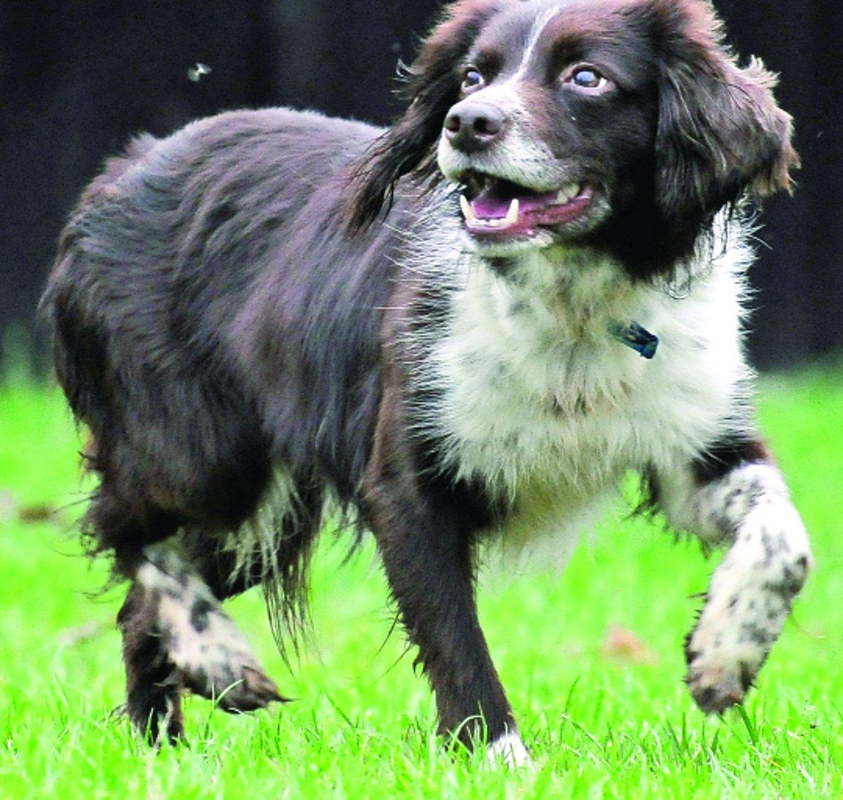 Can you give a dog a new life?
“Sophie is an eight-year-old English springer spaniel. She was found as a stray. She adores going for long countryside ambles and would love to find someone who shares her passion for the great outdoors. Sophie may need s