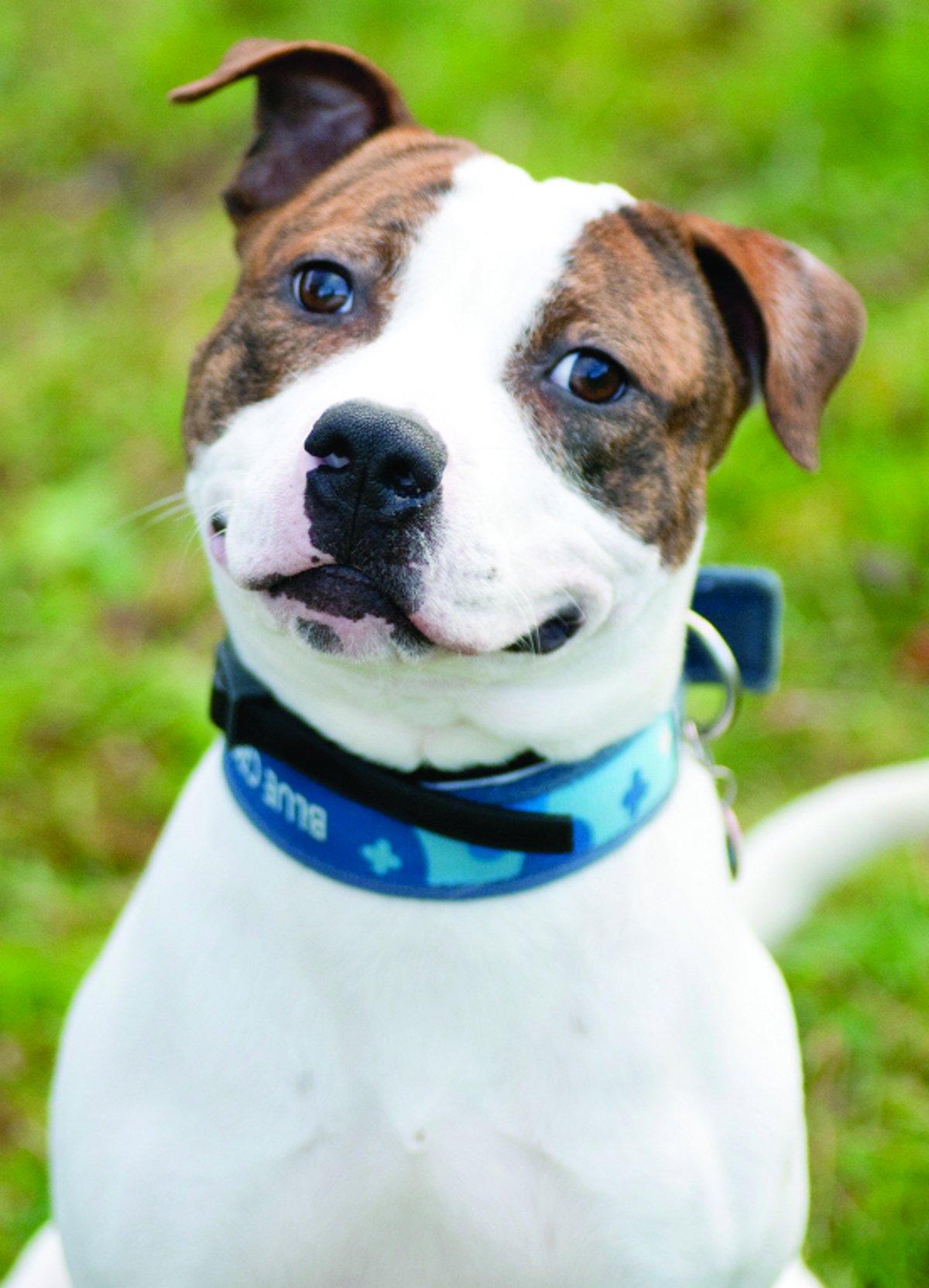 Can you give a dog a new life?
“Calvin is an 11-month-old Staffordshire bull terrier. He arrived at Blue Cross as a stray. He is typical of his breed and just loves the company of people and having cuddles, so would need owners who are around for most 
