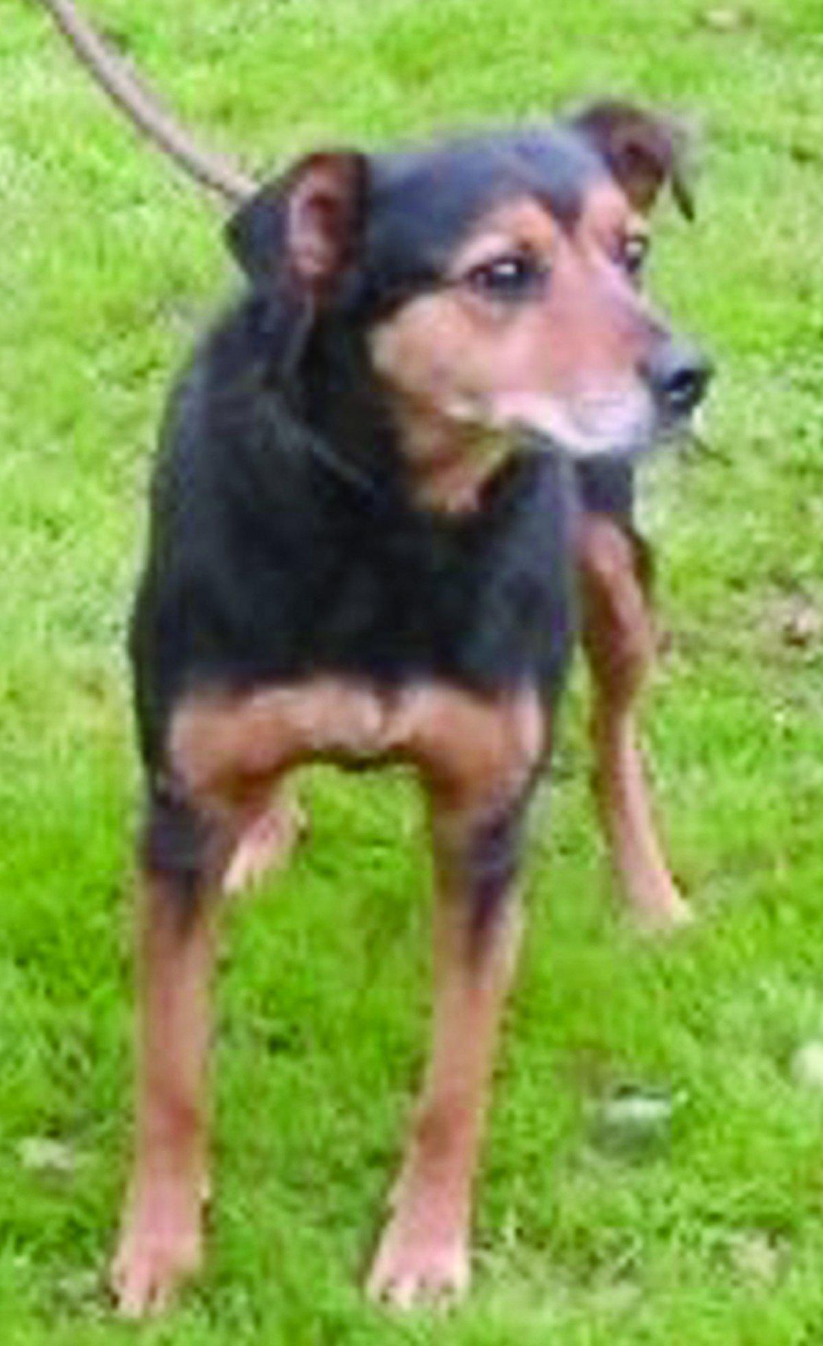 Can you give a dog a new life?
“Betty is a Heinz 57 cross. She is in her twilight years. She gets on well with other dogs. She was due to be put to sleep because her time in the pound was up. She is brilliant around children – because she is older sh