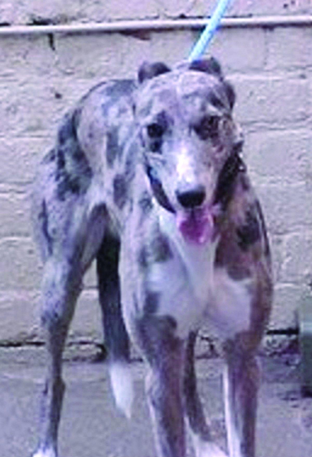 Can you give a dog a new life?
“Larry is a blue Merle lurcher. He is currently booked in to be put to sleep next week, so we have got him coming to us instead.”
