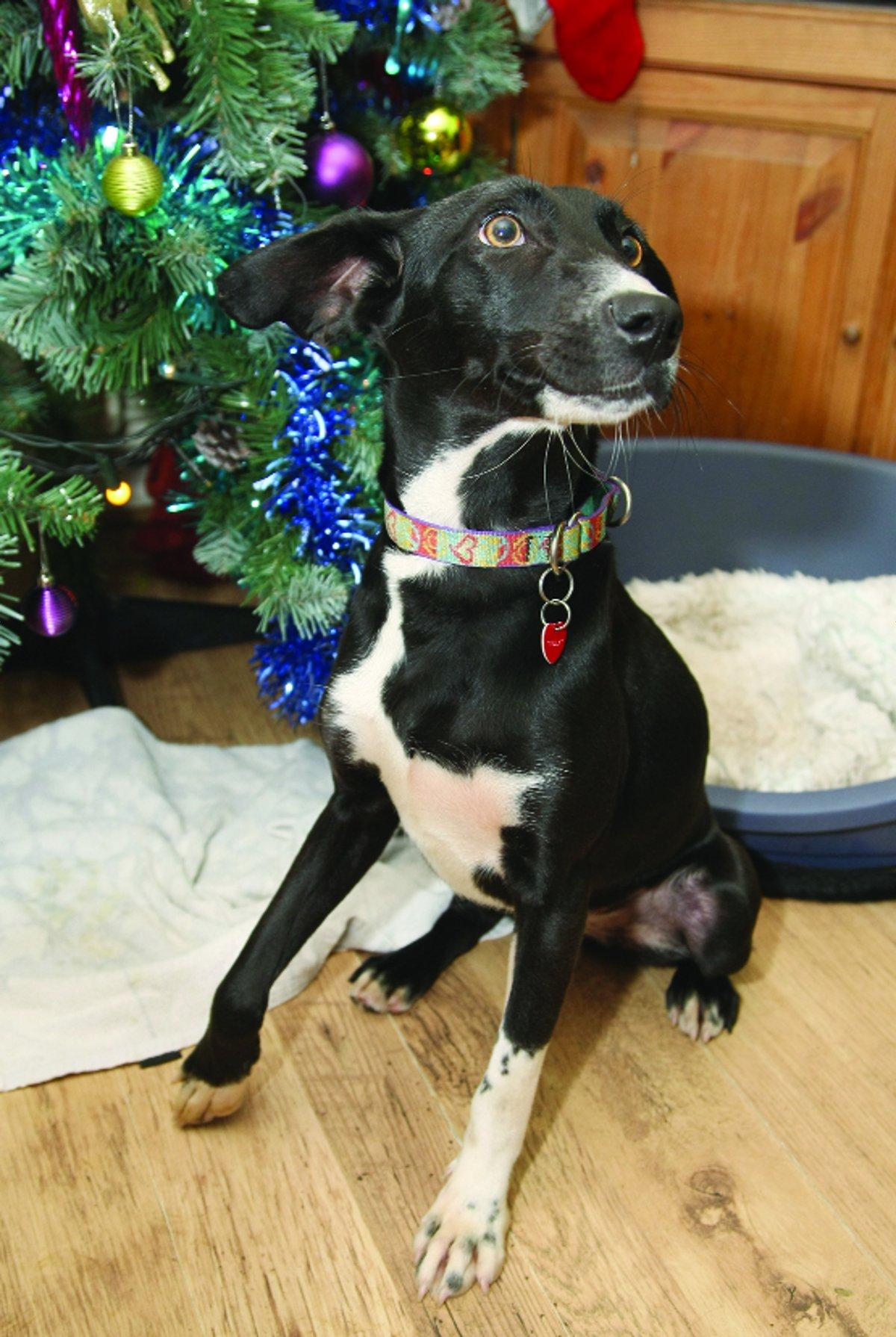 Can you give a dog a new life?
“Holly is a collie whippet cross. She is just over a year old. She was given up because her family’s circumstances changed. She would need a loving and boisterous family.