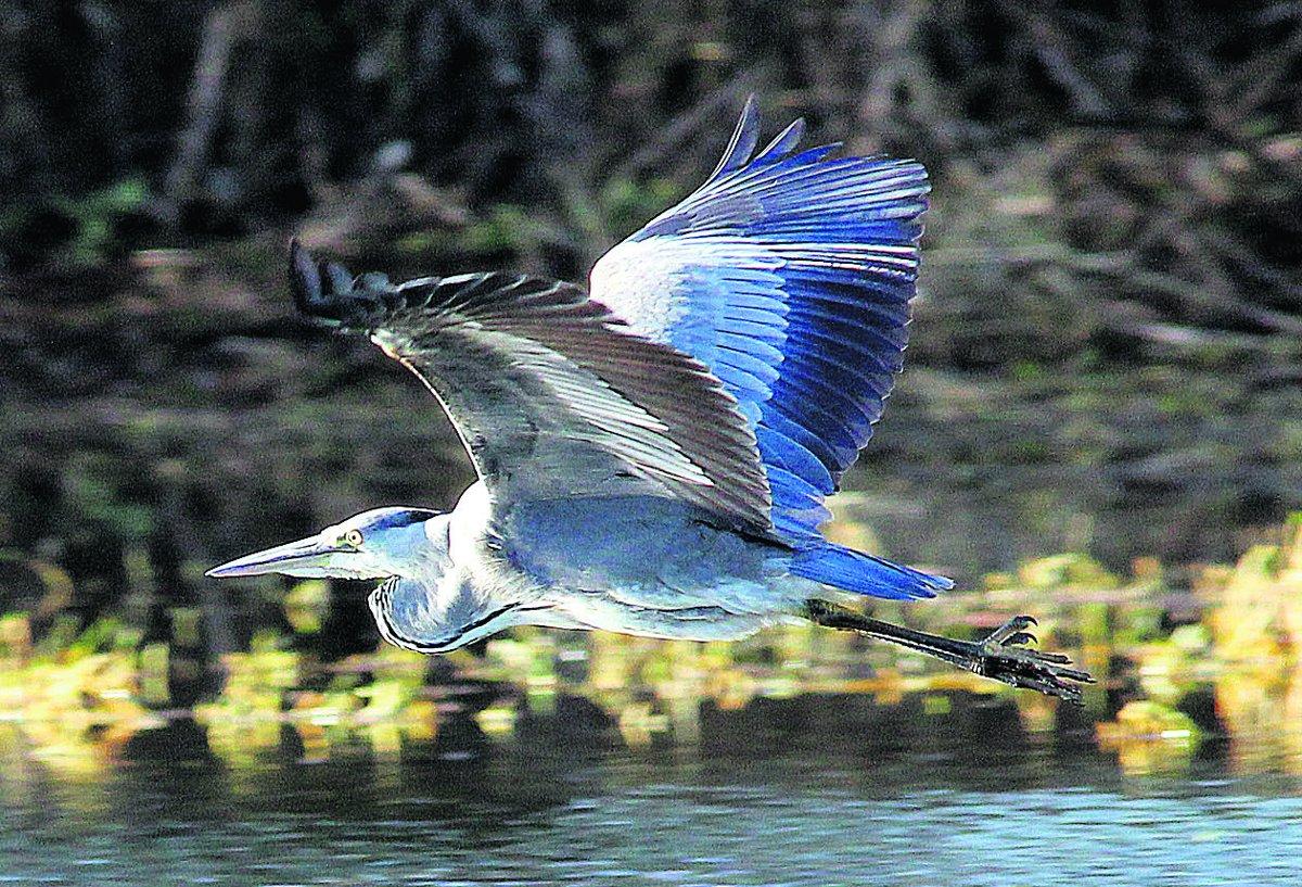Swiindon Advertiser readers photographs
A grey heron in flight 
 Picture: Neil Herbert 