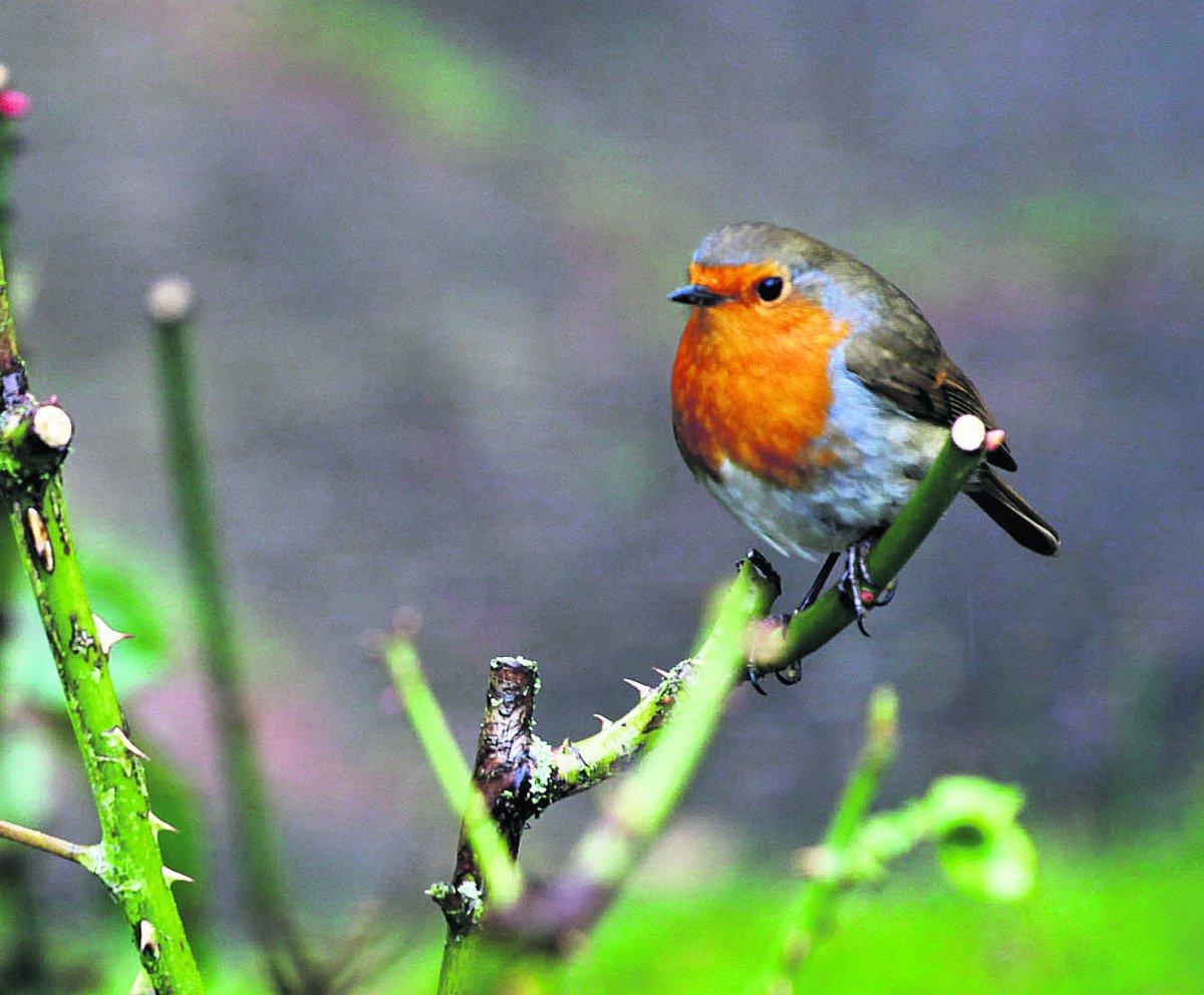 A robin in the Town Gardens                                                                                          Picture: Vicky Scipio